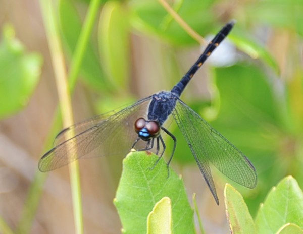 Blue Dasher