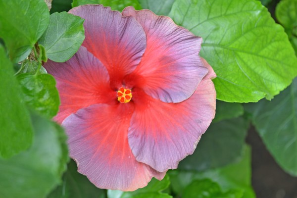 Sunday Hibiscus 57