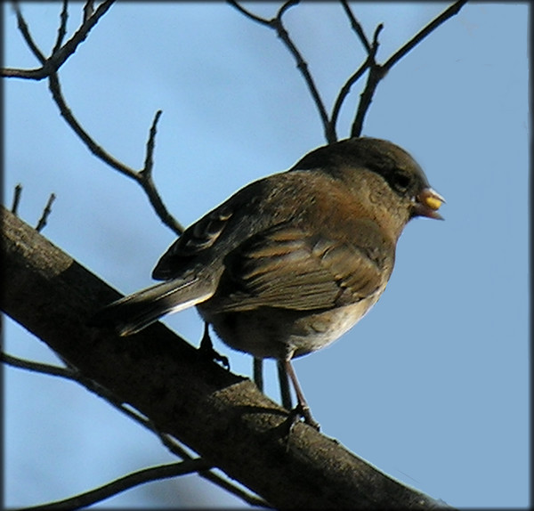 Sweet Little Sparrow
