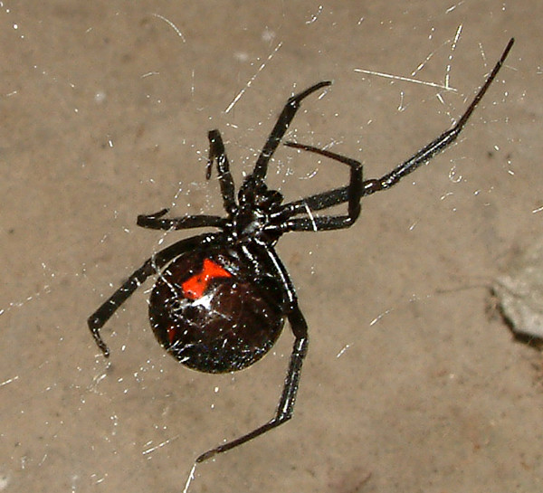 Black Widow