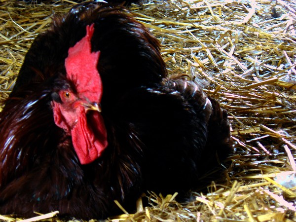 Beautiful Rooster