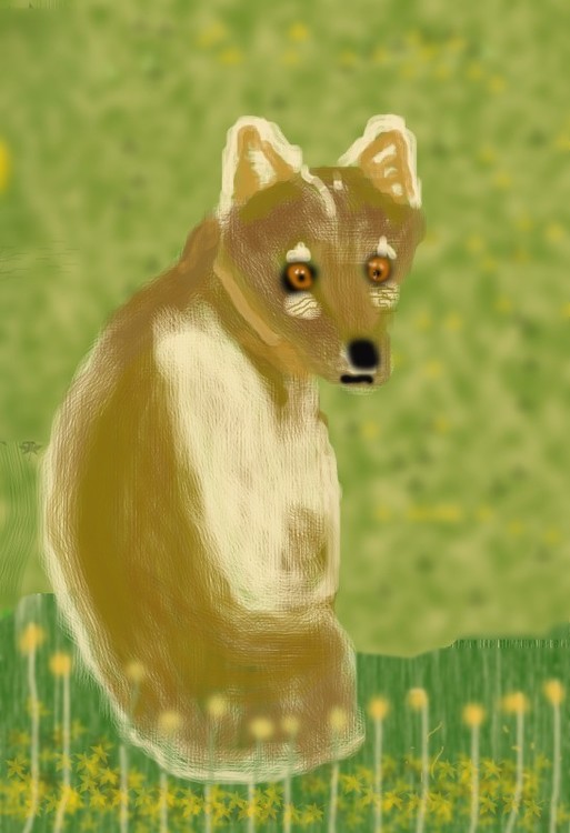 Arctic Fox in Spring O725