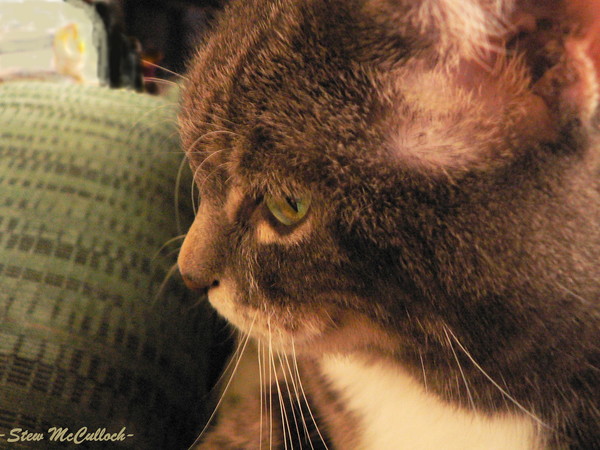 Sam the cat