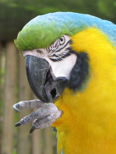 2 macaws close up