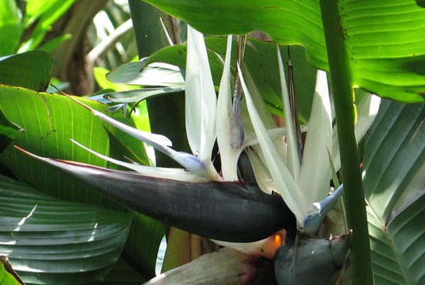 White Bird of Paradise flower