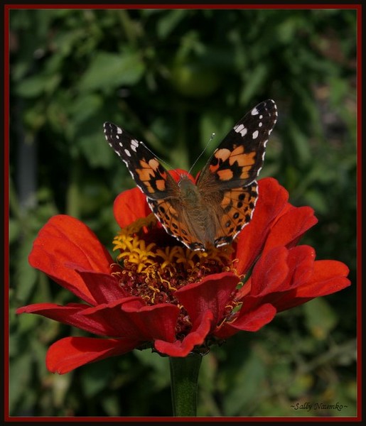 Monarch and Zinnia