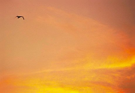 Lone Flight
