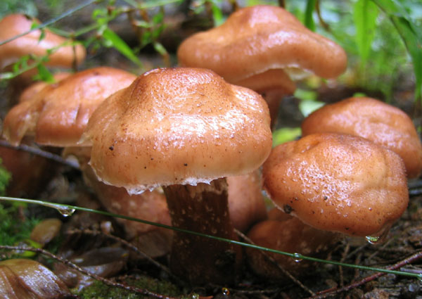 Fungi