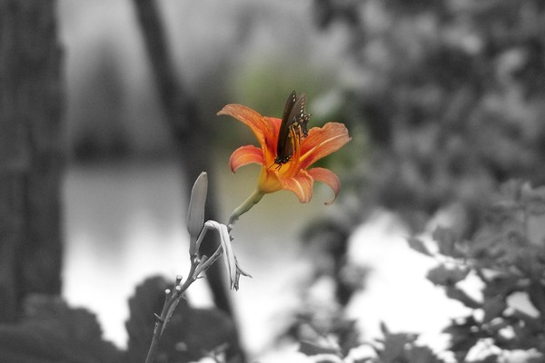 Nature's Buffet