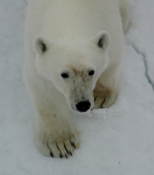 bear  cub