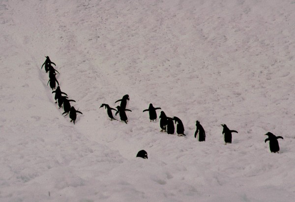 Hiking penguins