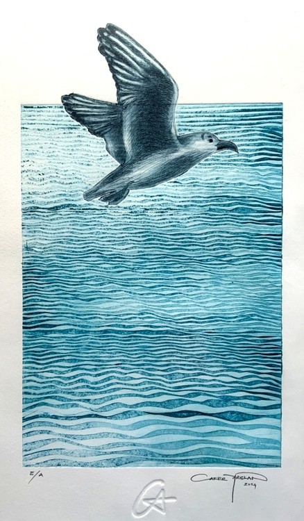 Seagull on the sea