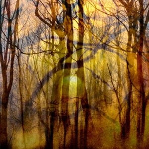 woods
