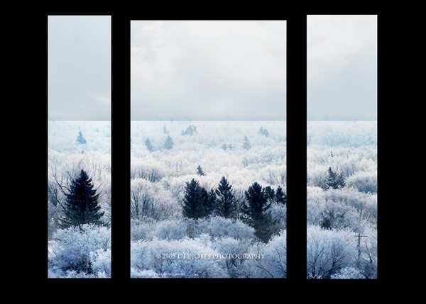 Winter's Beauty