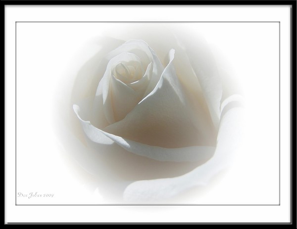 Unveiled Beauty