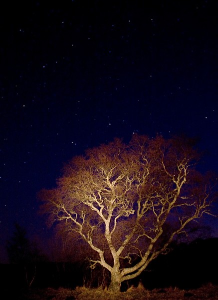 Birch Under the Stars