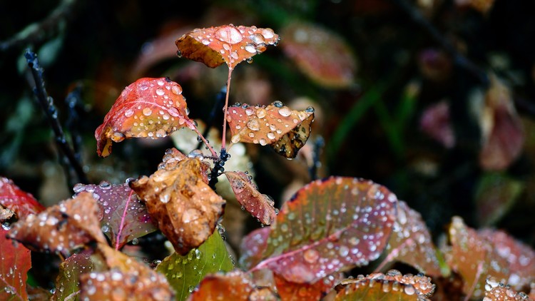 waterdrops