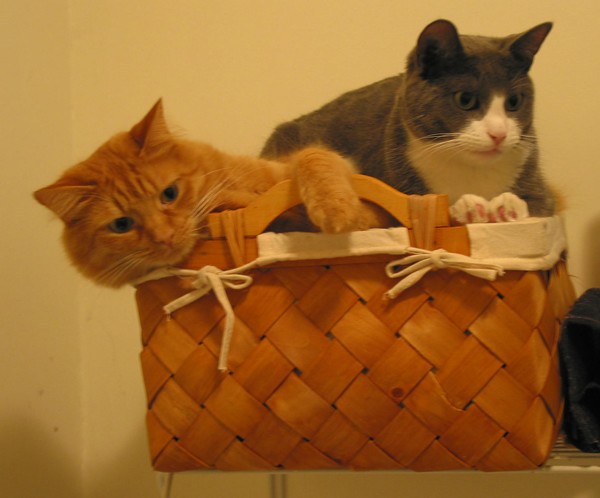 Cat Basket