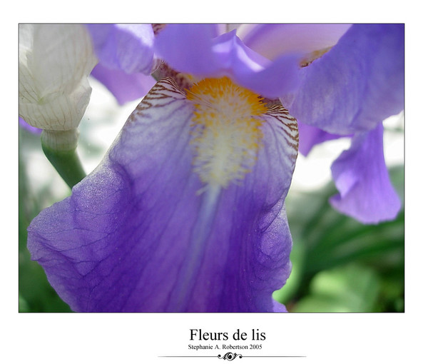Fleur de lis