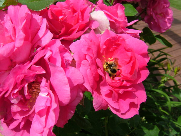 The resting bee