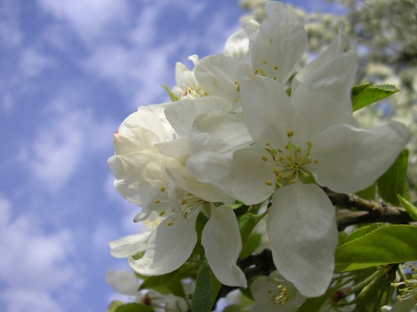 Dogwood Flowers