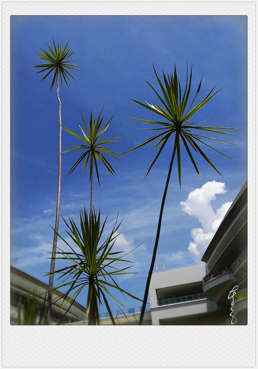 Singaporan Sky