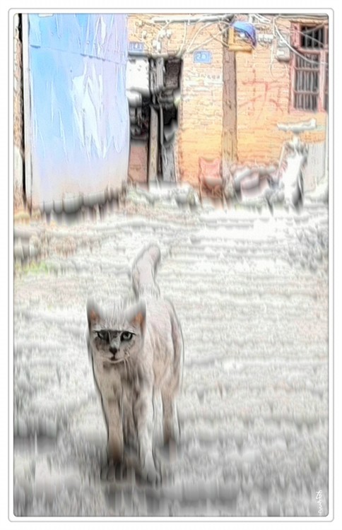 Sharp-eyed Cat