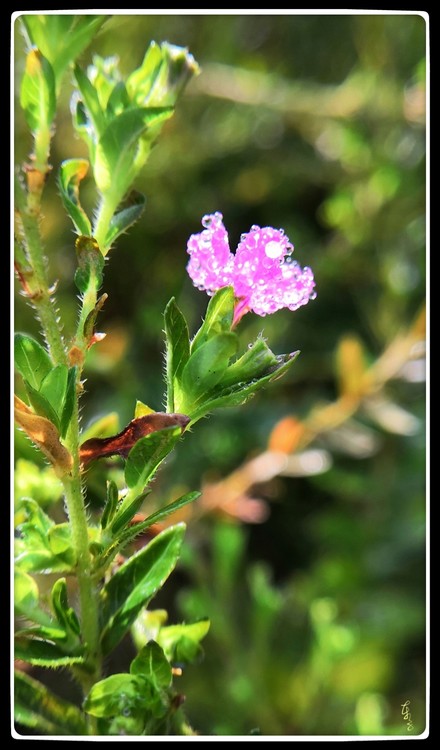 Dewdropped Flower
