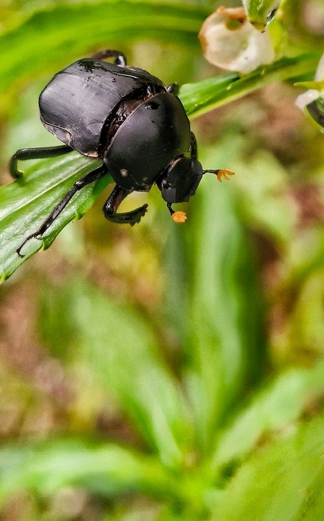 black beetle