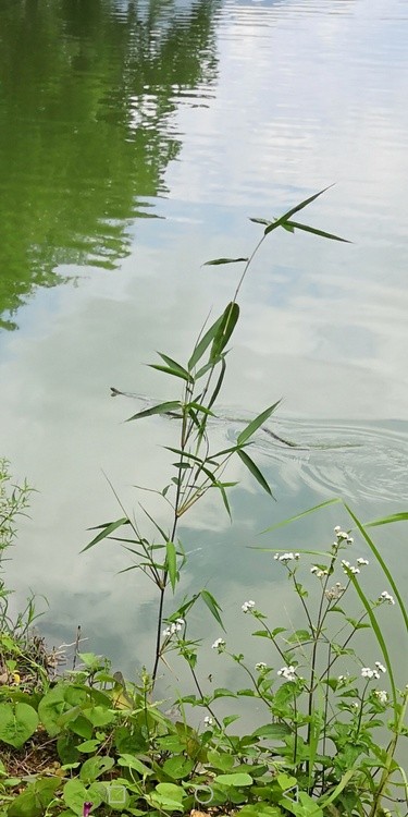 a snake swimmer