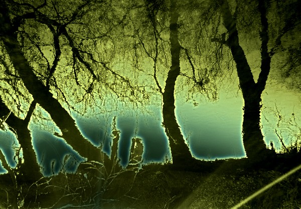reflection of trees