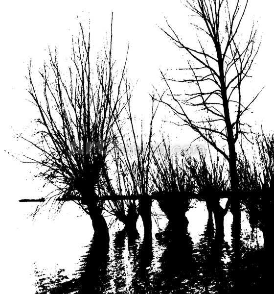 blacktrees in water