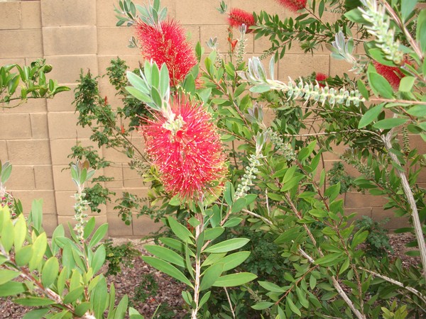 Red Brush