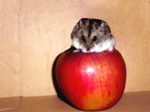 Apple for Kira-Kira