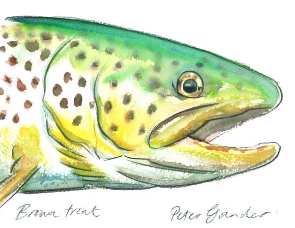 Brown trout