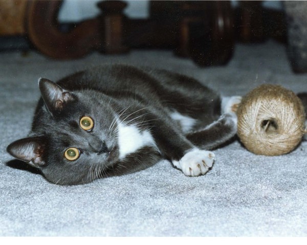 Old Tom in His Prime