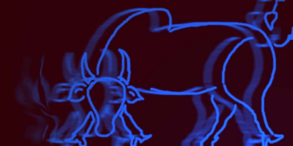 bull