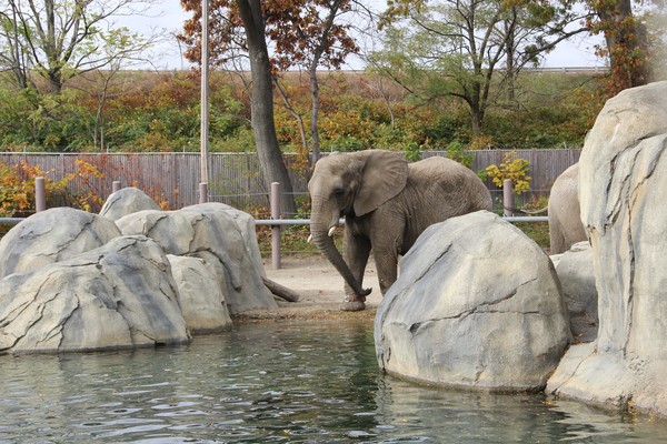 elephant hanging out around the waterhole
