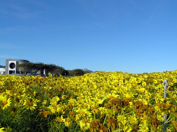 Spring Flowers, Point Dume, Malibu, CA, USA 2008