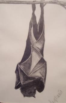 Bat