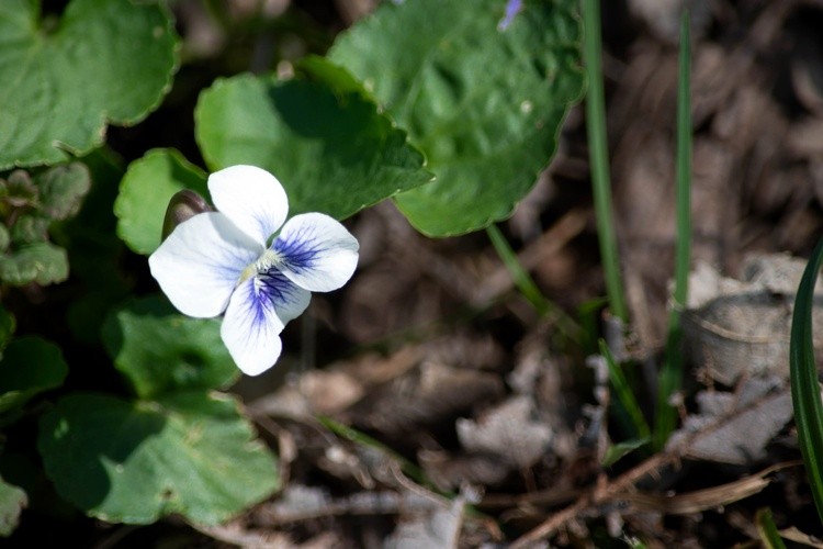 A Little Beauty