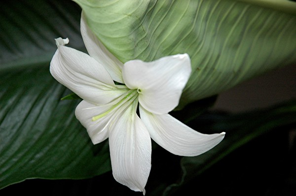 Flowers.