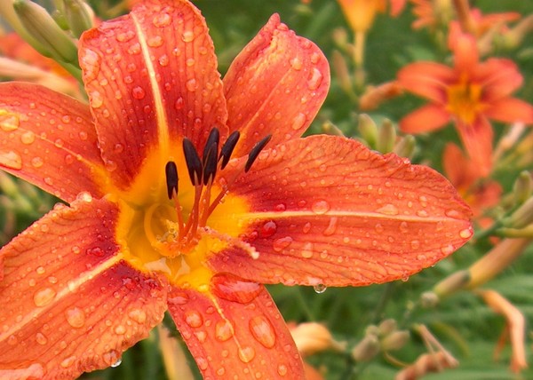 Lily in the rain