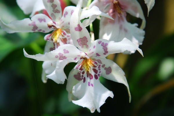 Spotted Orchid