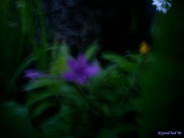 Garden Star