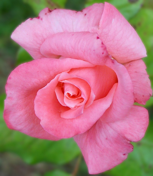 The Rose