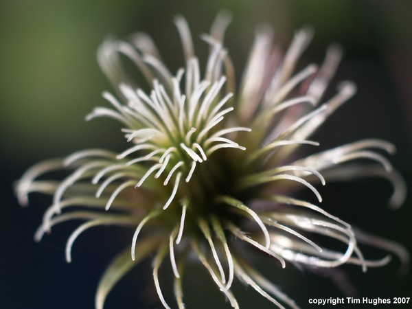 'Inner Flower 'Macro- Test 1 zuiko 50mm macro