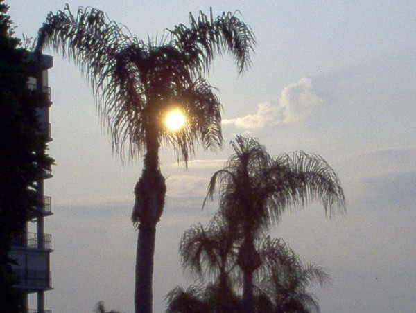 PALM SUNRISE