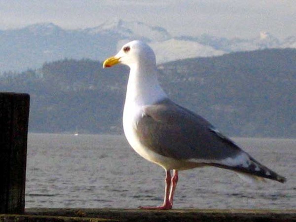 Seagull Resting