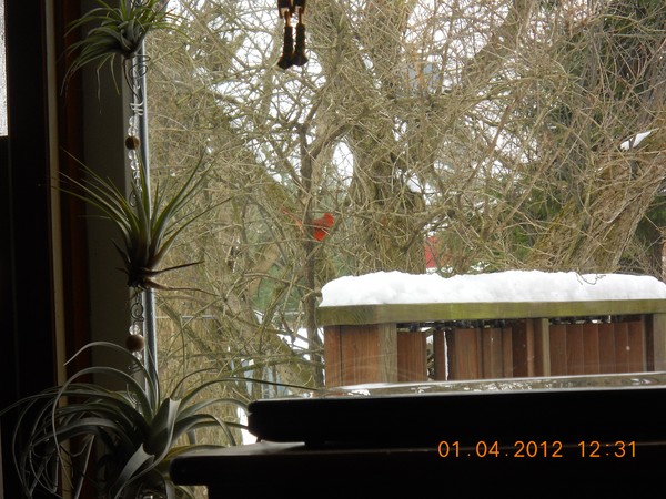 Bossed By A Bird,Cardinal Out My Window